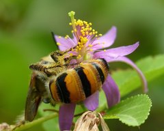 Pseudotrielis zonata