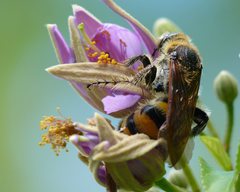 Pseudotrielis zonata