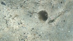 ケショウハゼ