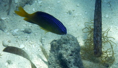 Stegastes leucostictus