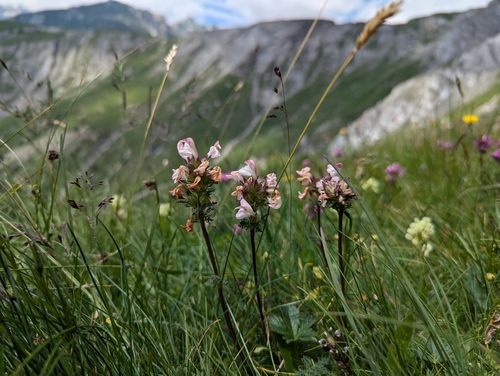 long-beaked yellow lousewort (Pedicularis tuberosa)