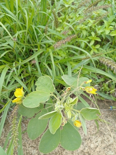 Senna durangensis