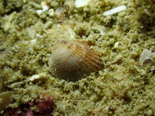 Ribbed Cockle