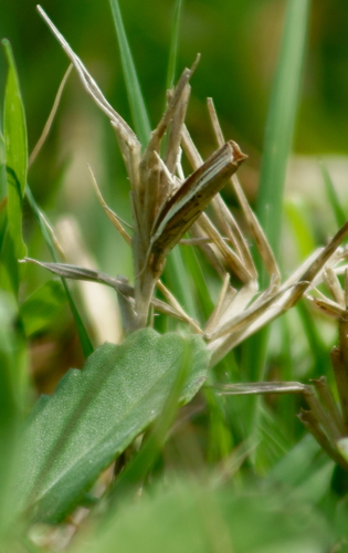 Profane Grass-veneer photo 2