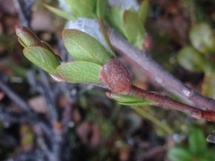 Salix phylicifolia