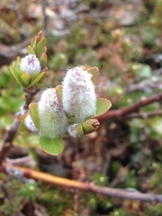 Salix phylicifolia