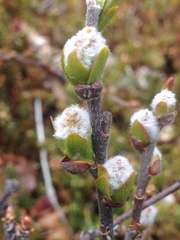 Salix phylicifolia