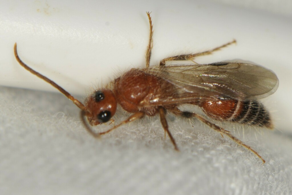 Sphaeropthalma noctivaga
