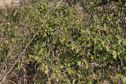 Image of Common Parsleytree (Heteromorpha arborescens) by (c) Tony Rebelo, some rights reserved (CC BY-SA)