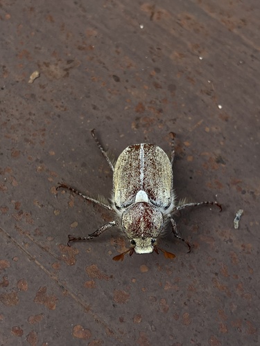 iNaturalist observation photo of Dusty June Beetle