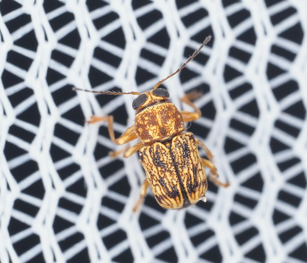 Pachybrachis pectoralis