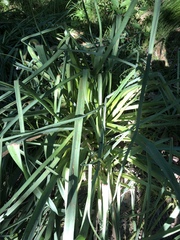 Asphodelus albus