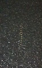 Ambystoma annulatum