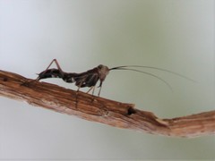 Mantoida