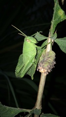 Cyrtacanthacridini