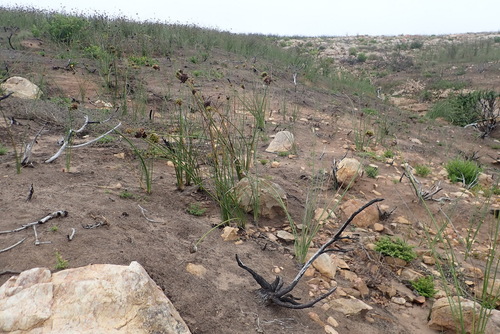 Image of Bobartia robusta by (c) Nicola van Berkel, some rights reserved (CC BY-SA)