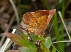 Metarranthis obfirmaria