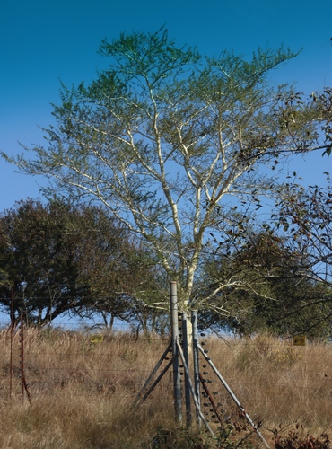 Vachellia xanthophloea