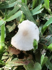 Fungi
