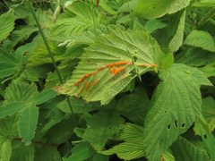 Triphragmium filipendulae