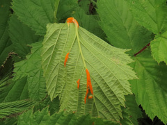 Triphragmium filipendulae
