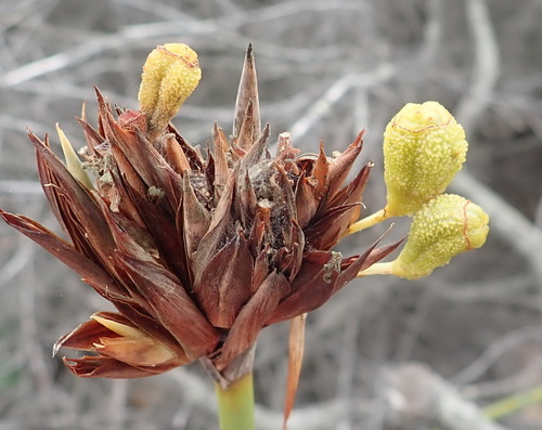 Image of Bobartia robusta by (c) Nicola van Berkel, some rights reserved (CC BY-SA)