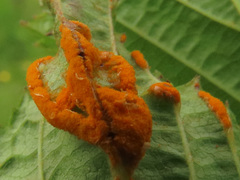 Triphragmium filipendulae