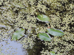 Potamogeton natans