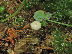 Hemimycena gracilis