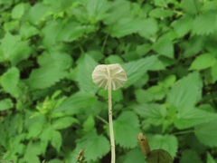 Hemimycena gracilis