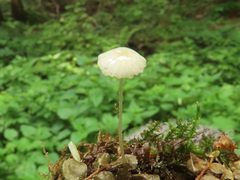 Hemimycena gracilis