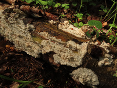 Phlebia rufa