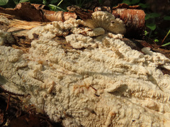 Phlebia rufa
