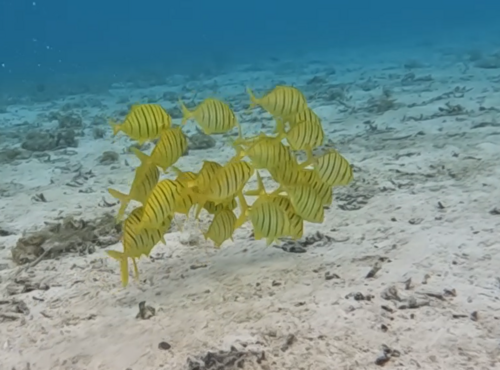 Golden trevally