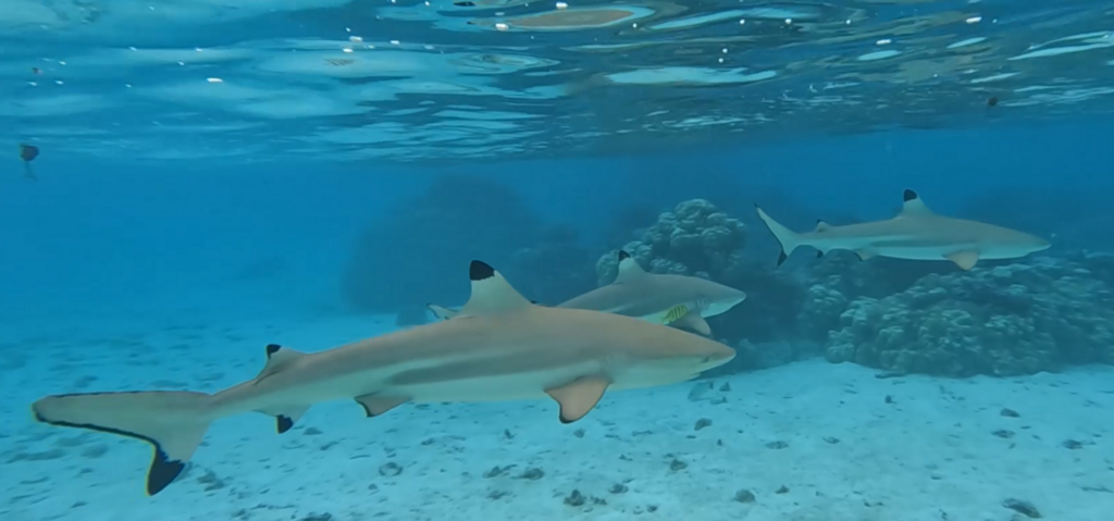 Blacktip reef shark