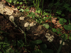 Phlebia rufa