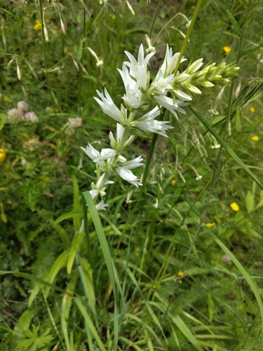 Image of Campanula spicata by (c) Simone Bocca, some rights reserved (CC BY-SA)