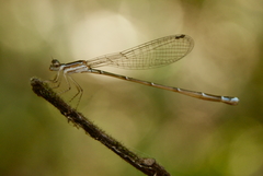 Nehalennia pallidula
