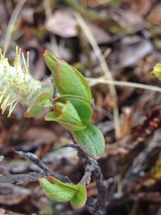 Salix hastata