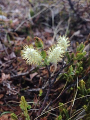 Salix hastata