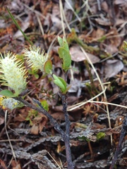 Salix hastata