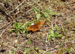 Boloria epithore