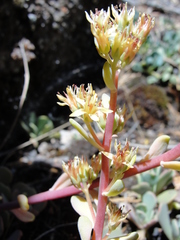 Sedum kiersteadiae