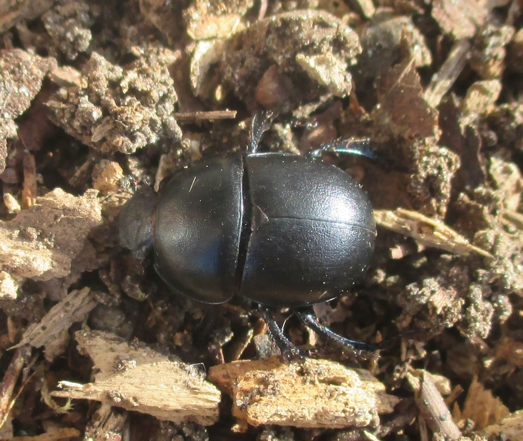 Thorectes punctulatus