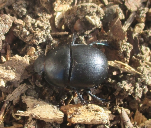 Thorectes punctulatus · iNaturalist