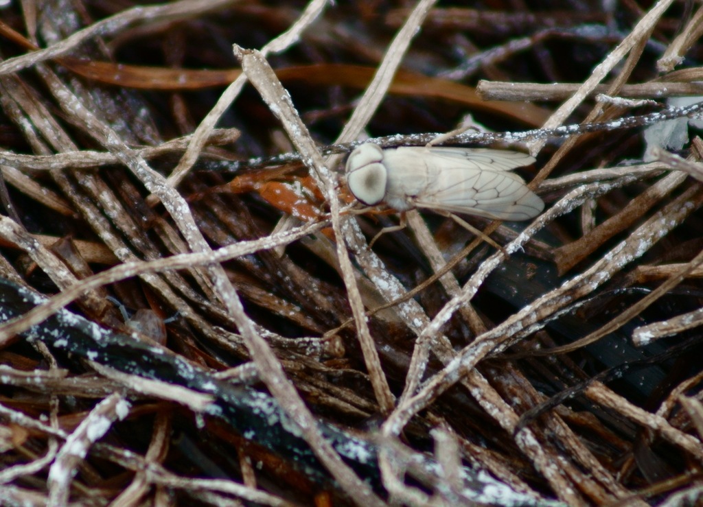 Stenotabanus psammophilus