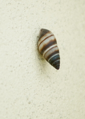 Bulimulus guadalupensis