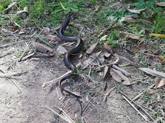 Helicops infrataeniatus