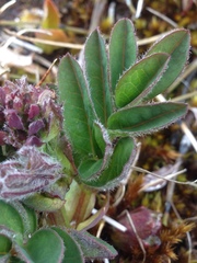 Astragalus frigidus