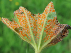 Trachyspora intrusa